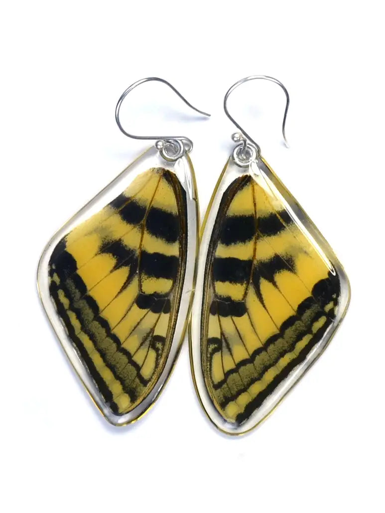Eastern Tiger Swallowtail Earrings