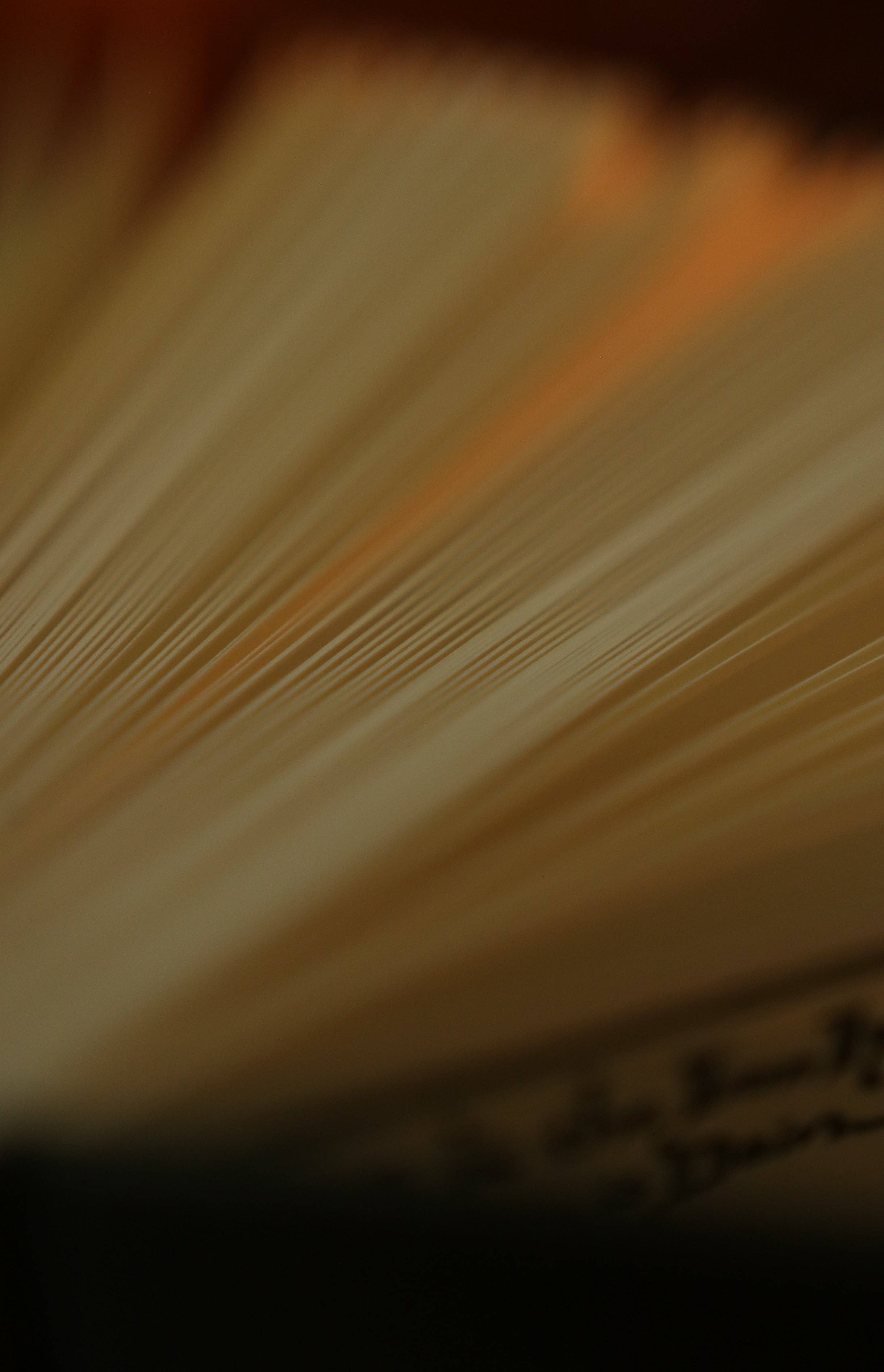 *The Hobbit by J.R.R. Tolkien 1937 Journal (With Dust Jacket)