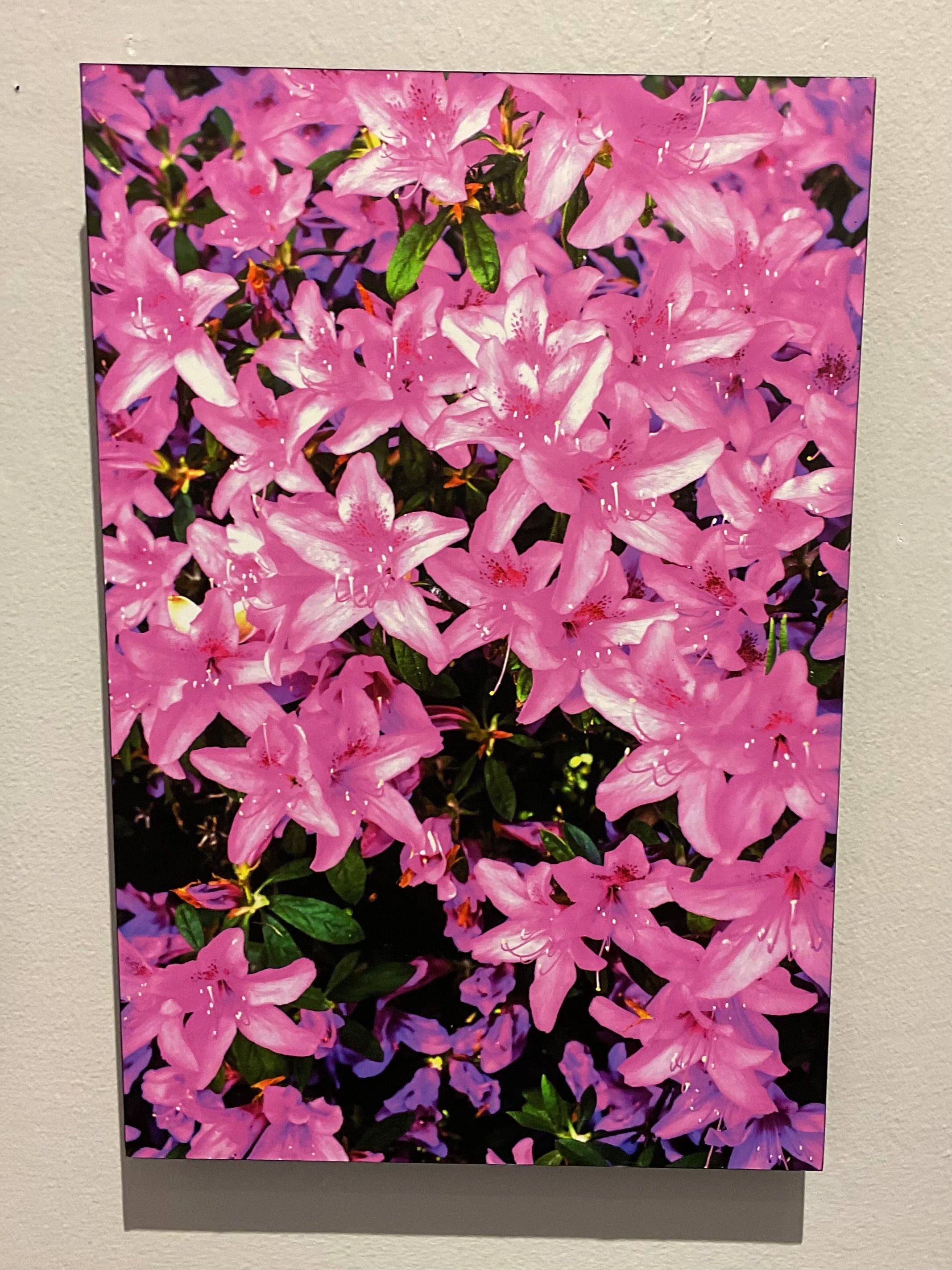 Azalea Lights by Cliff Crutchfield