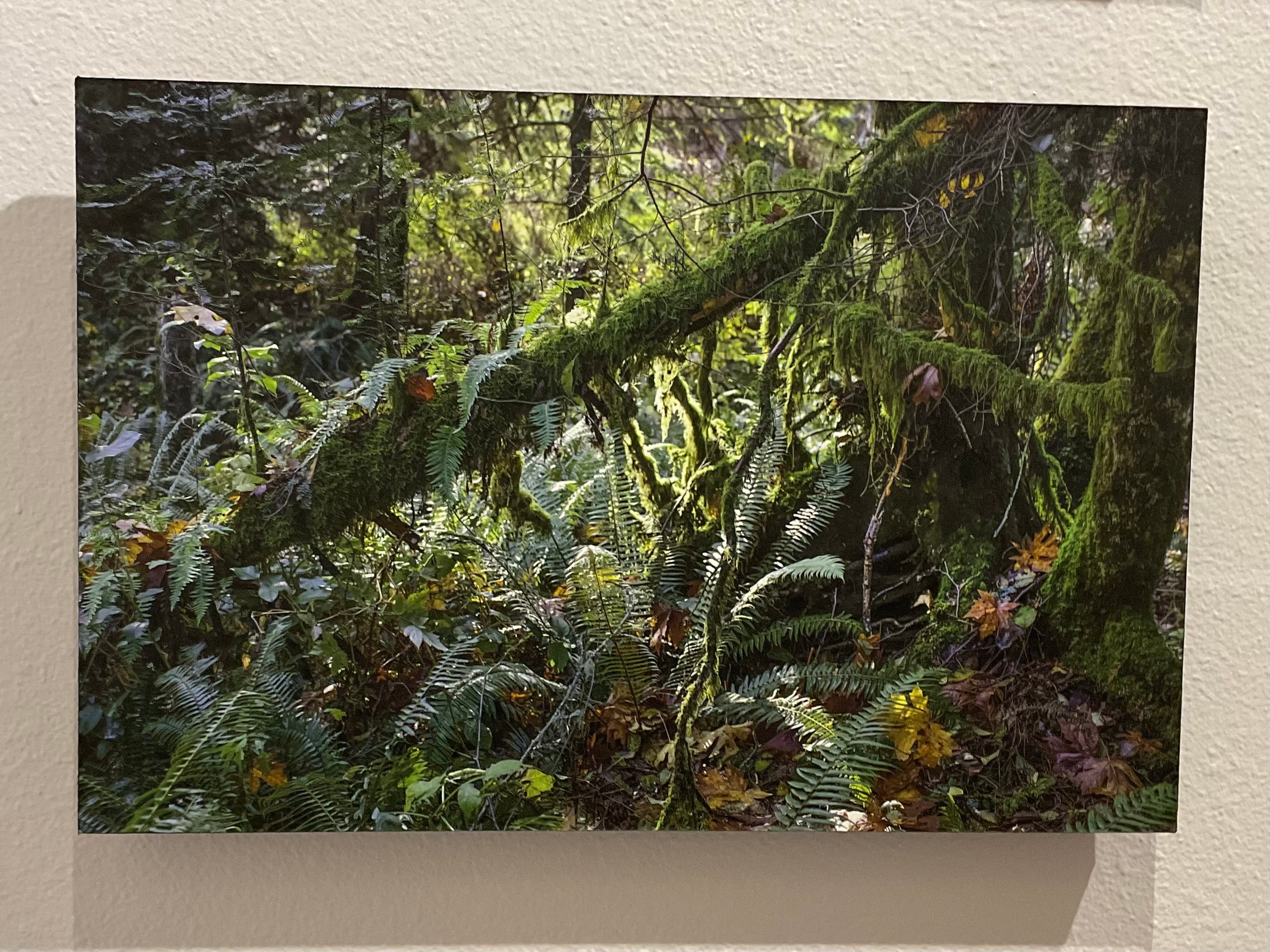 Light in the Forest by Cliff Crutchfield