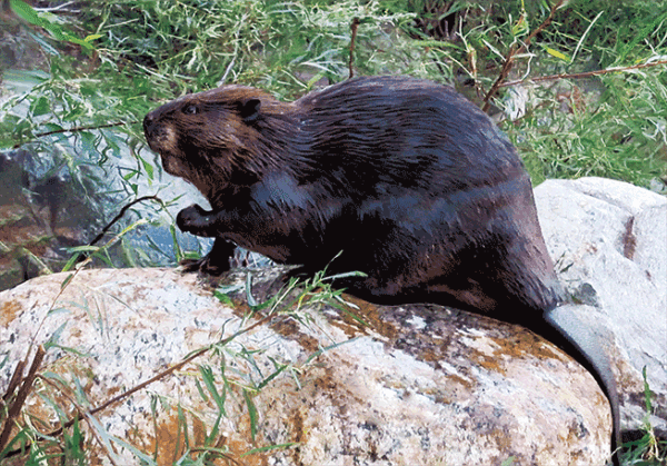 WA Beaver Postcard