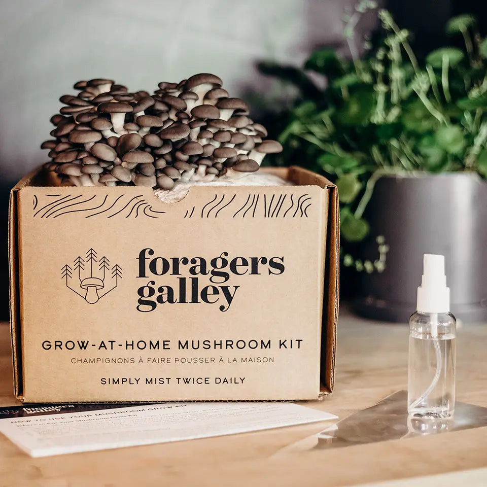 Foragers Gallery- Blue Oyster Live Mushrooms Kit