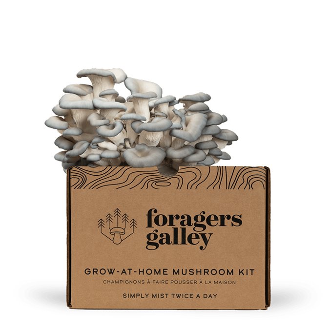 Foragers Gallery- Blue Oyster Live Mushrooms Kit