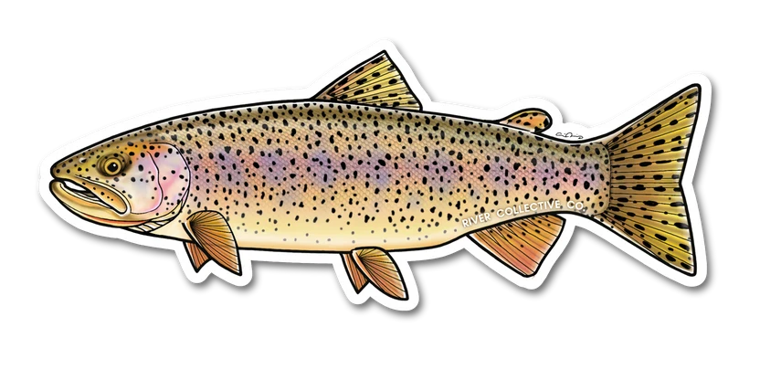 Coastal Cutthroat Trout Decal