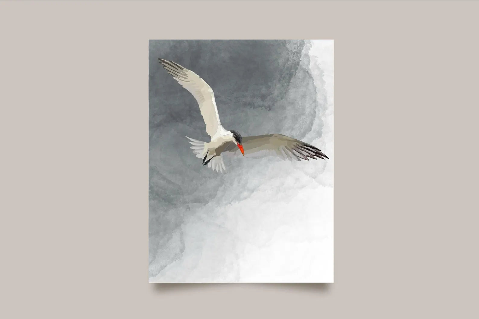 Caspian Tern Card
