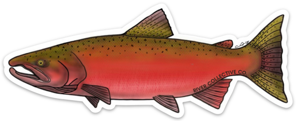 Chinook Salmon Decal