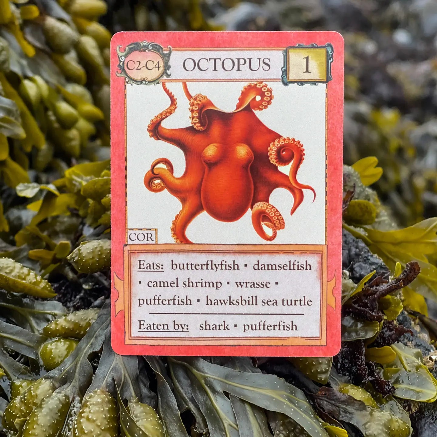 Ecologies: Hidden Habitats Card Game