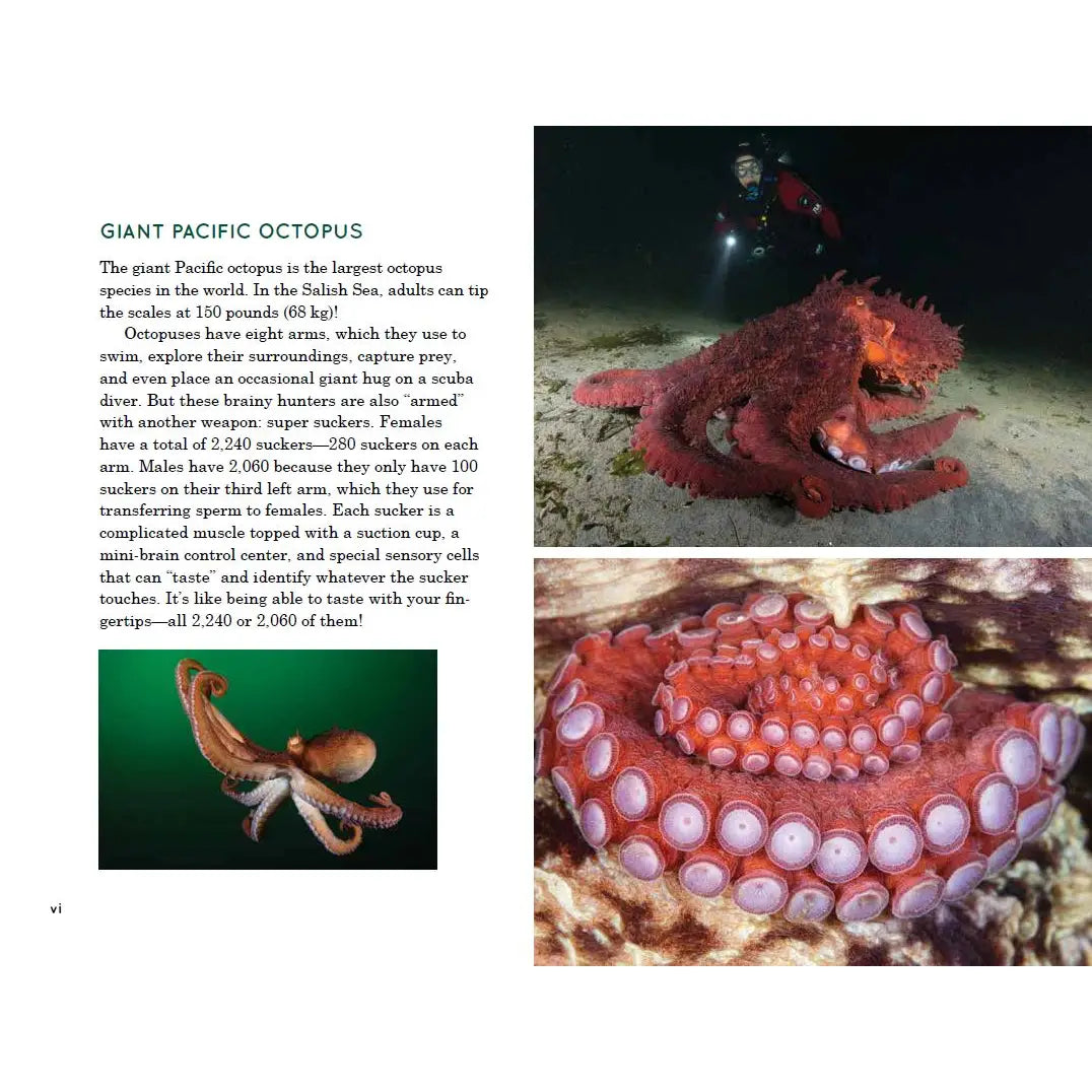Explore the Salish Sea: A Nature Guide For Kids