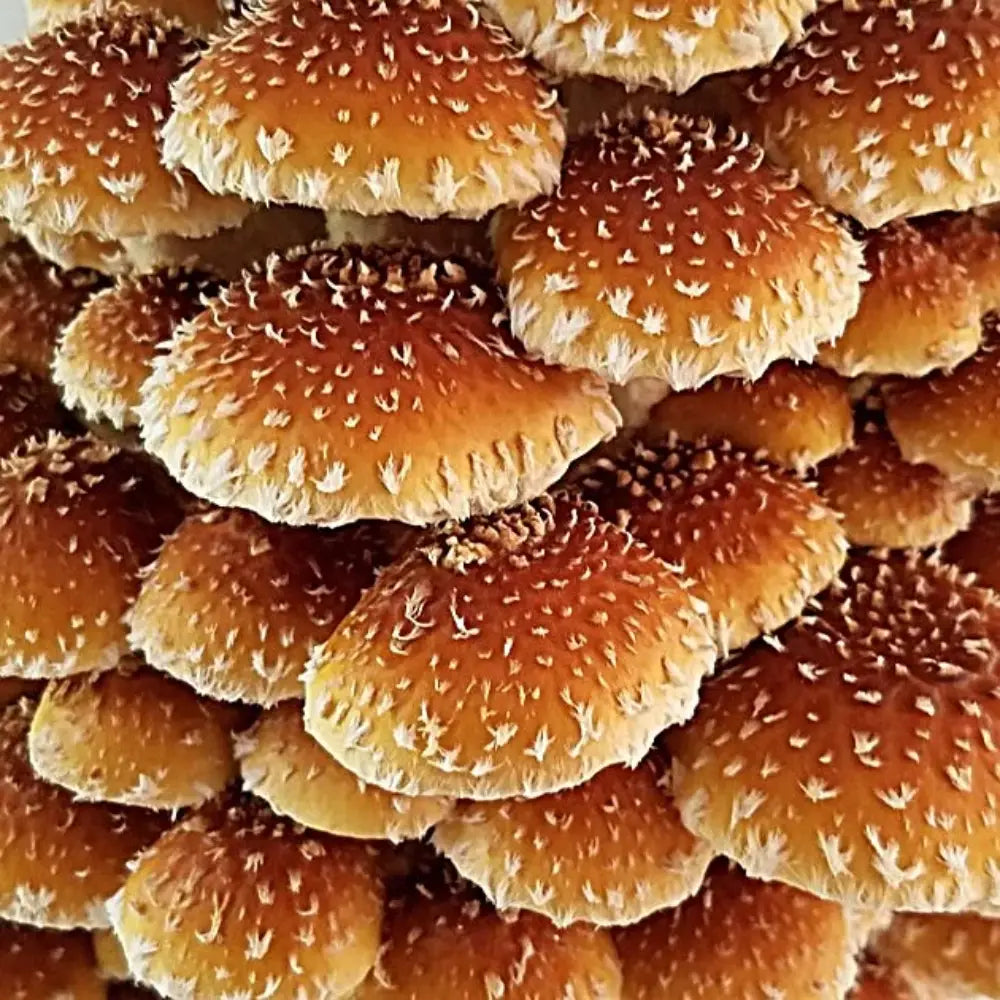 Foragers Gallery- Chestnut Live Mushrooms Kit