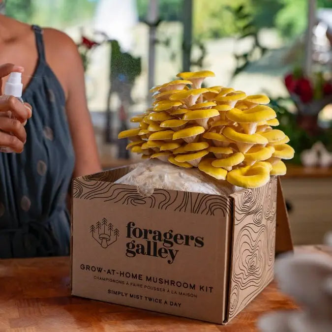 Foragers Gallery- Golden Oyster Live Mushrooms Kit