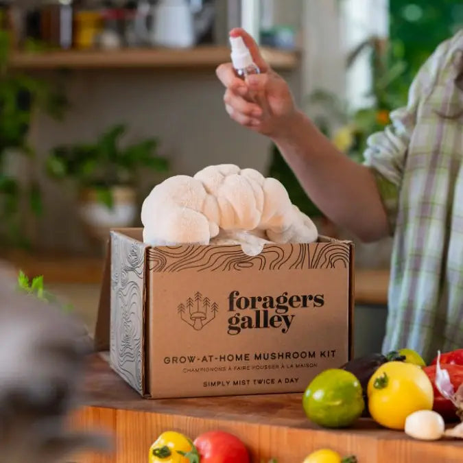 Foragers Gallery- Lion's Mane Live Mushrooms Kit