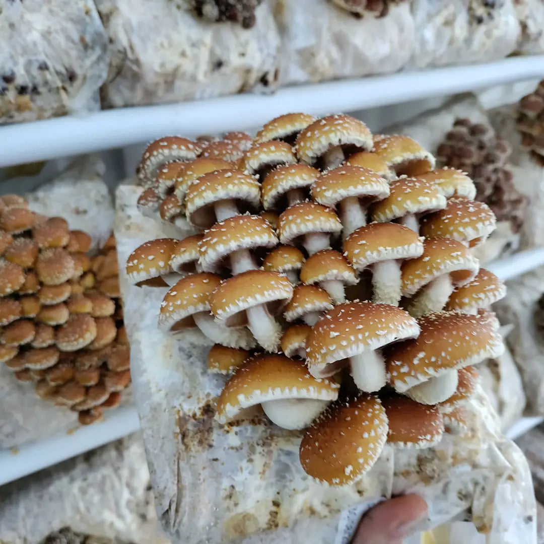 Foragers Gallery- Chestnut Live Mushrooms Kit