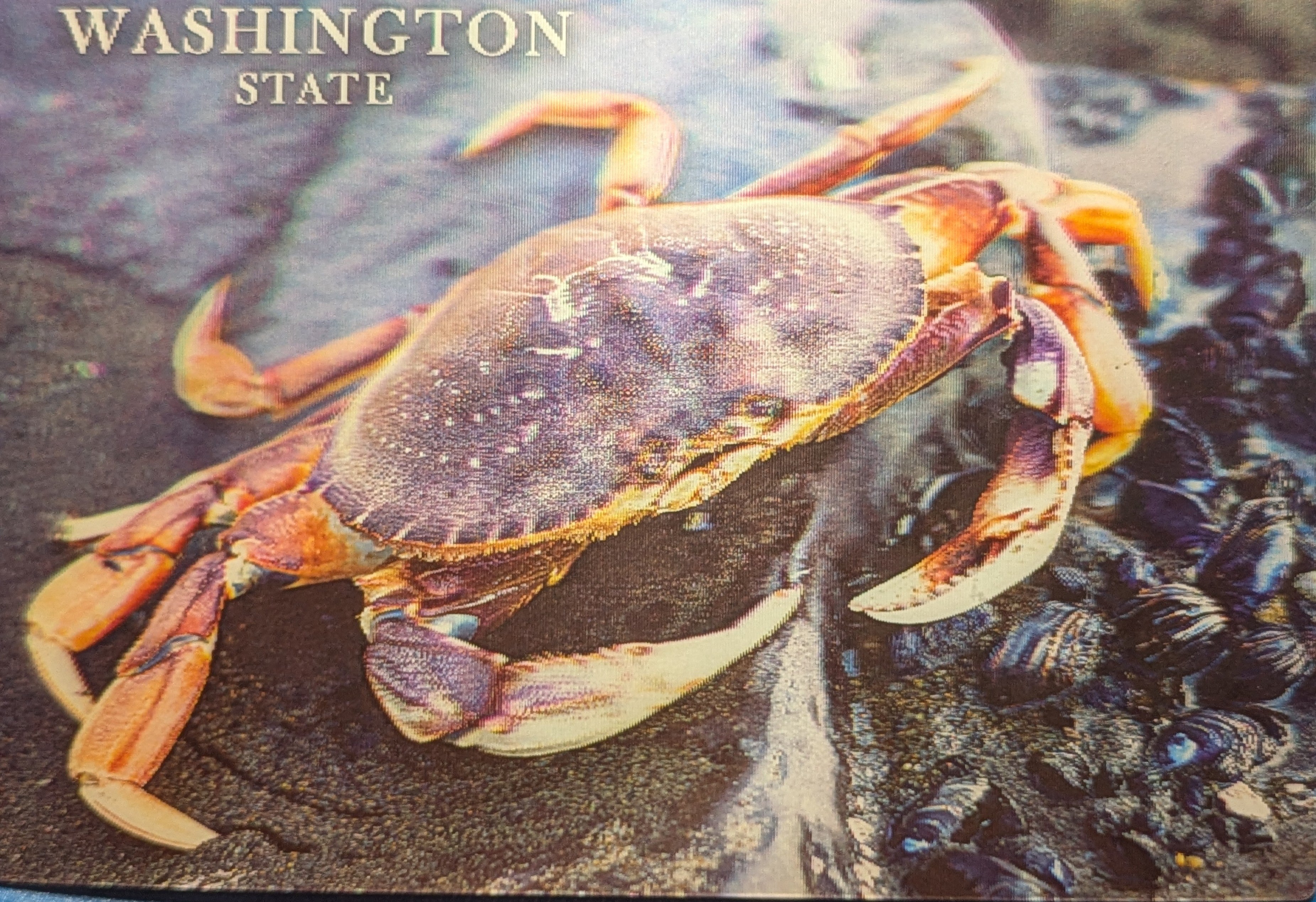 Washington State Crab 3D Postcard