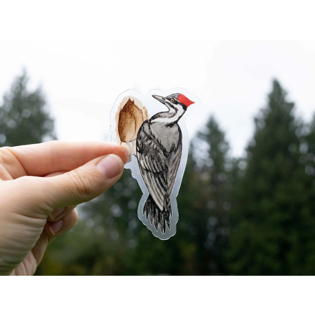 Pileated Woodpecker 3.5" Clear Vinyl Sticker