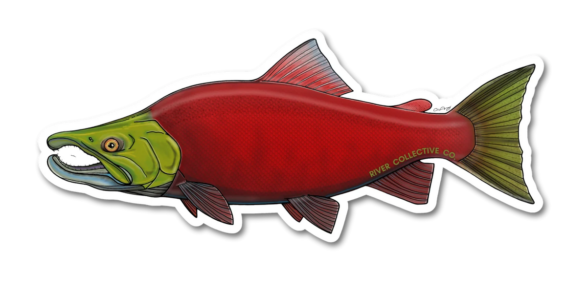 Sockeye Salmon
