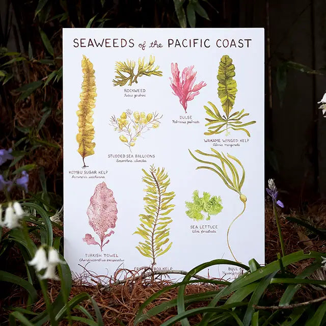 Seaweeds of the Pacific Northwest Art Print