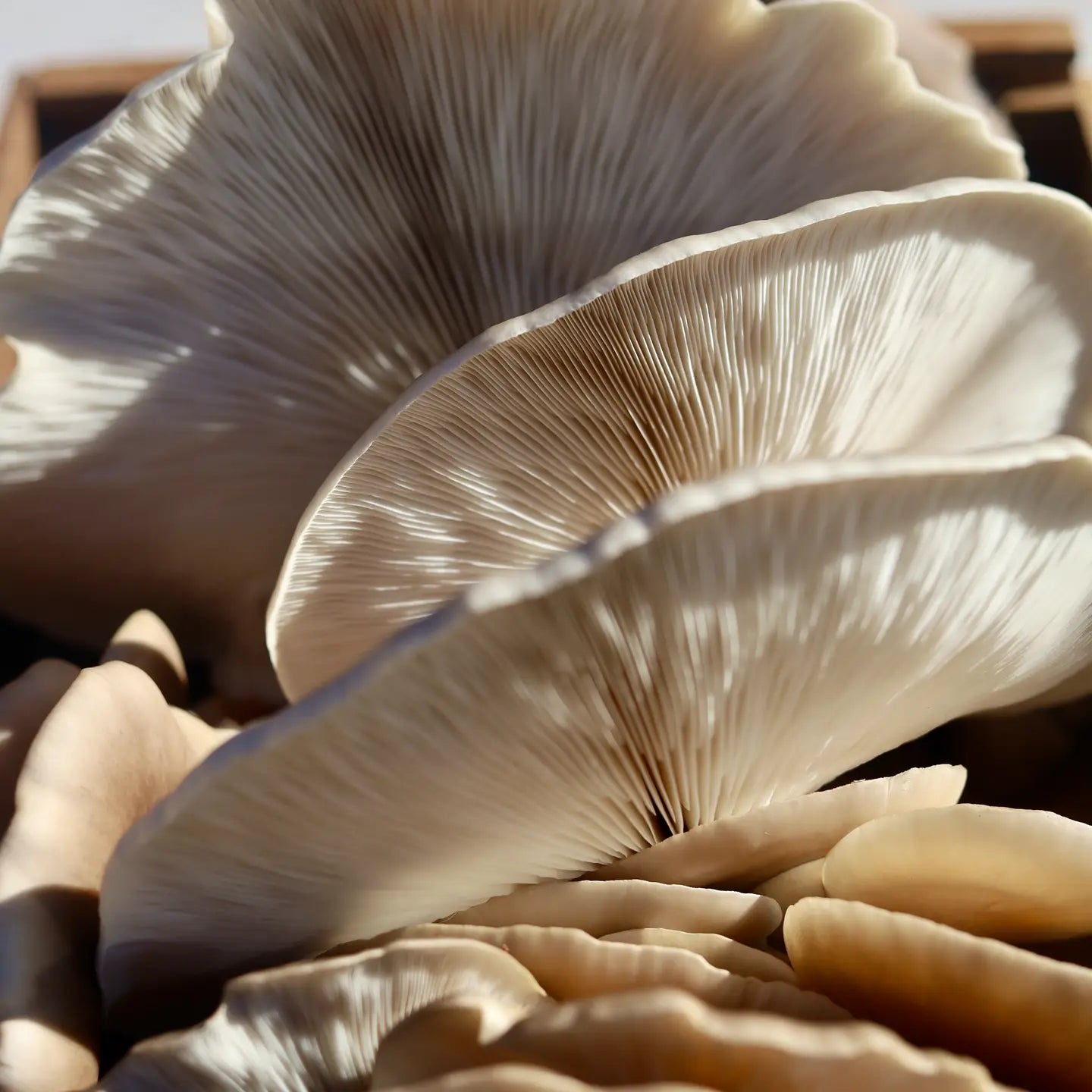 Foragers Gallery- Snow Oyster Live Mushrooms Kit