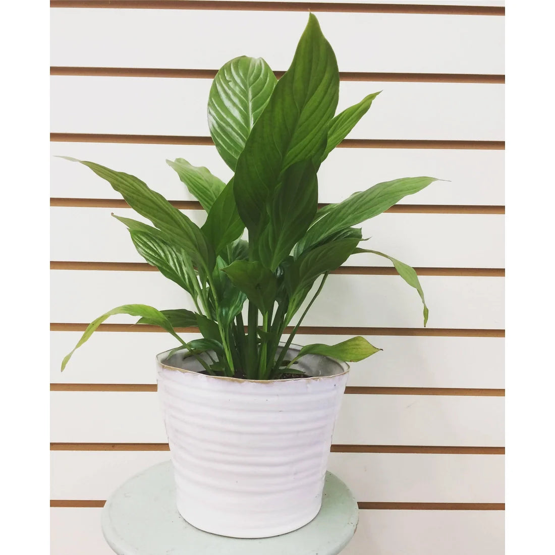 Spathiphyllum Compacto, 6" Plant