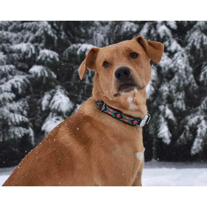 Teal & Fuchsia Campfire Blanket Dog Collar