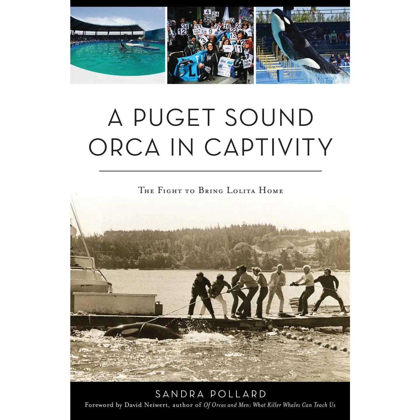 A Puget Sound Orca in Captivity (Wa)