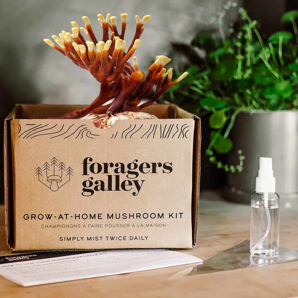 Foragers Gallery- Antler Reishi Live Mushrooms Kit