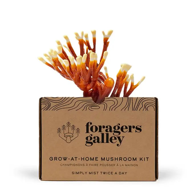 Foragers Gallery- Antler Reishi Live Mushrooms Kit