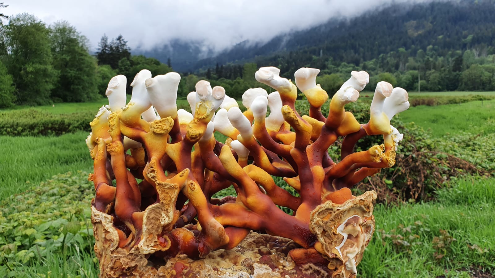 Foragers Gallery- Antler Reishi Live Mushrooms Kit