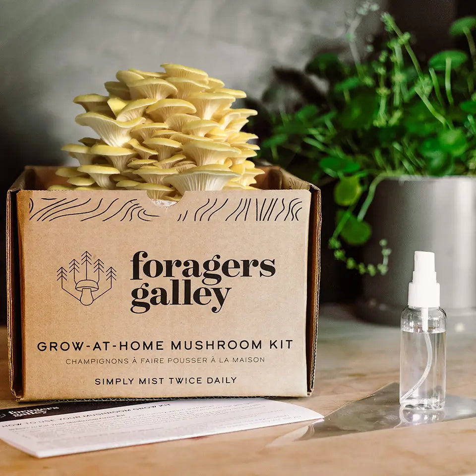 Foragers Gallery- Golden Oyster Live Mushrooms Kit