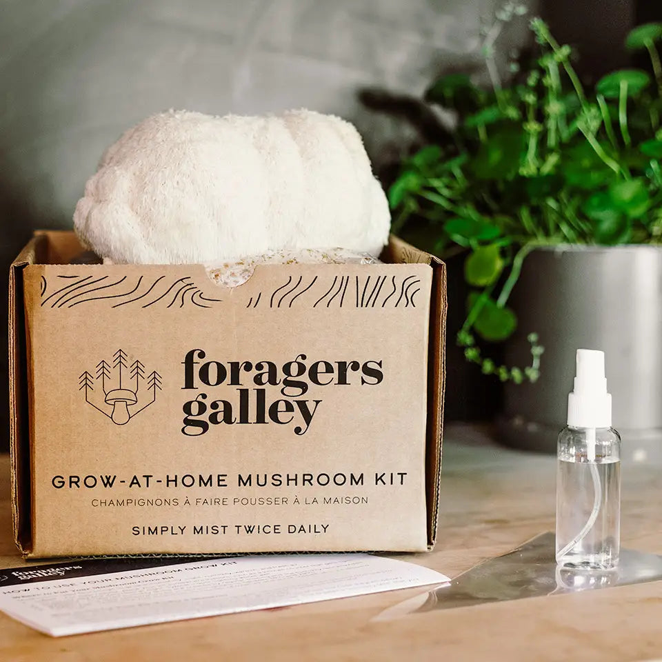 Foragers Gallery- Lion's Mane Live Mushrooms Kit