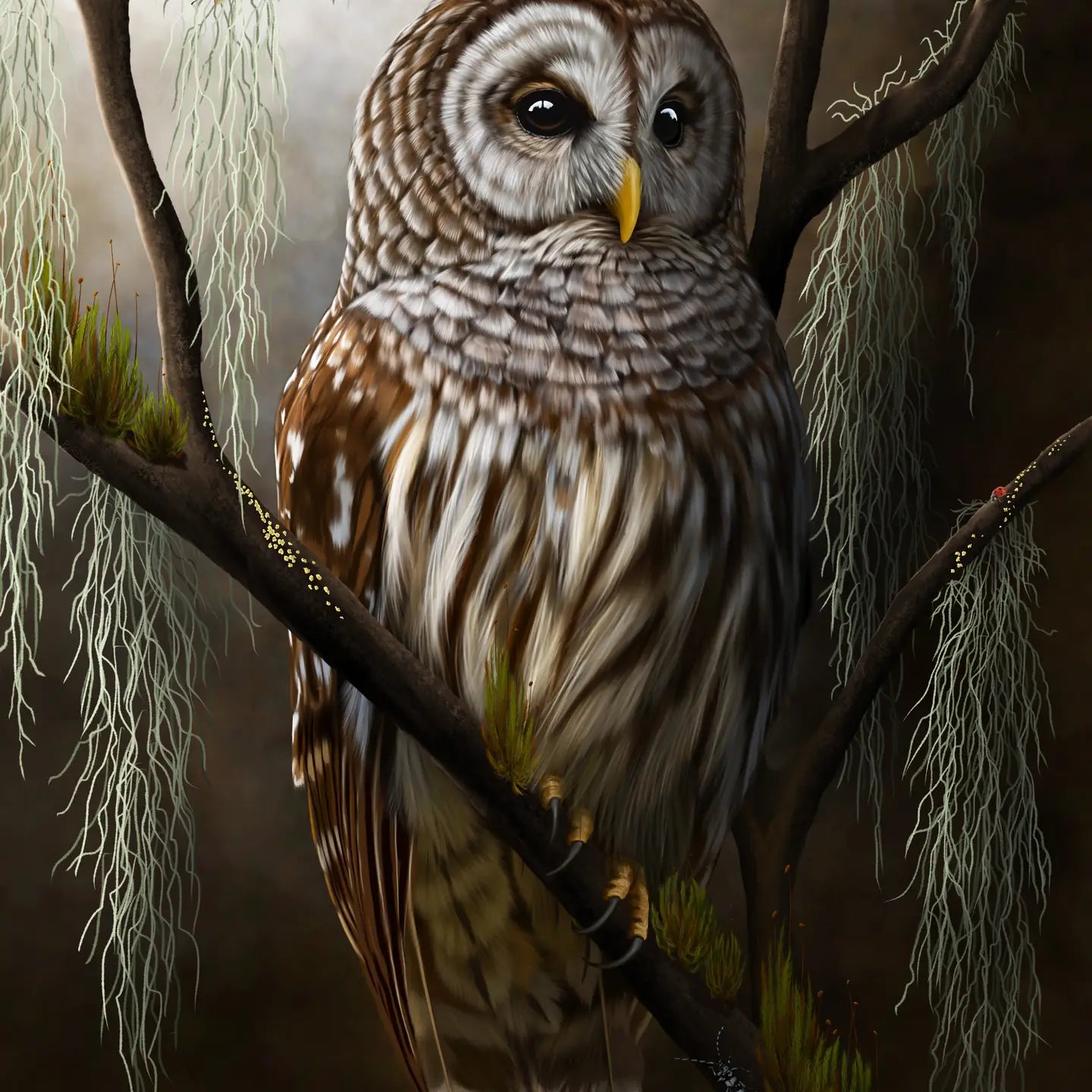 Barred Owl & Moss Greeting Card