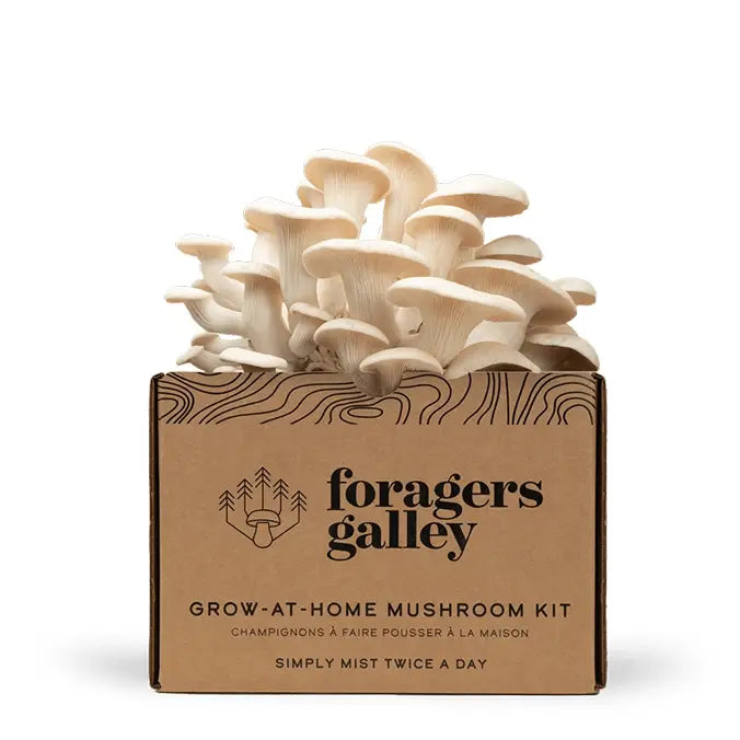 Foragers Gallery- Snow Oyster Live Mushrooms Kit