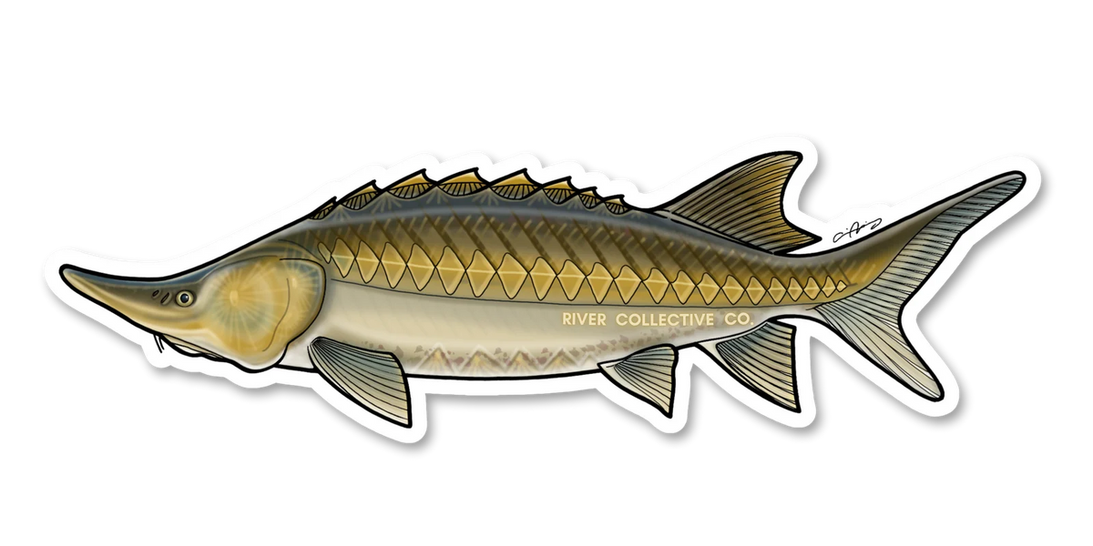 STURGEON DECAL Sticker