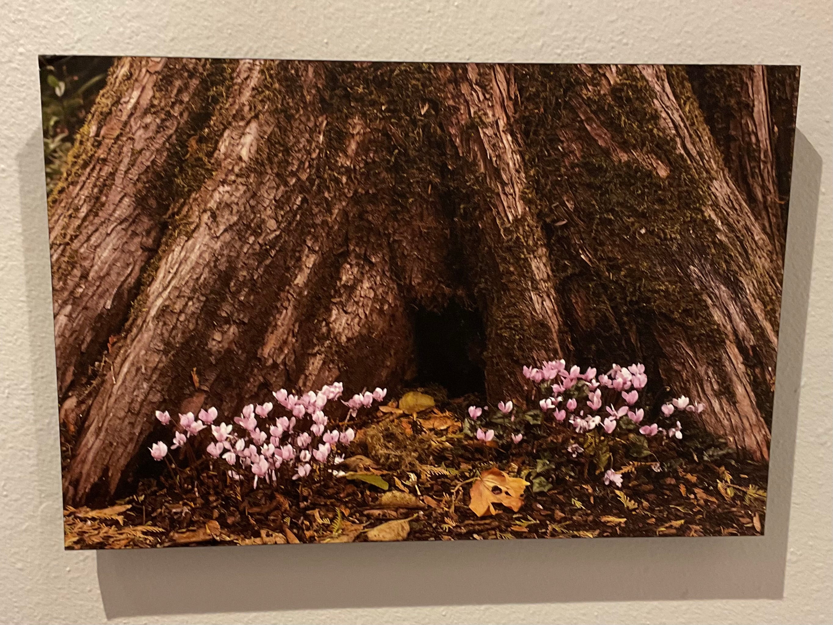 Blossoms at Base by Cliff Crutchfield