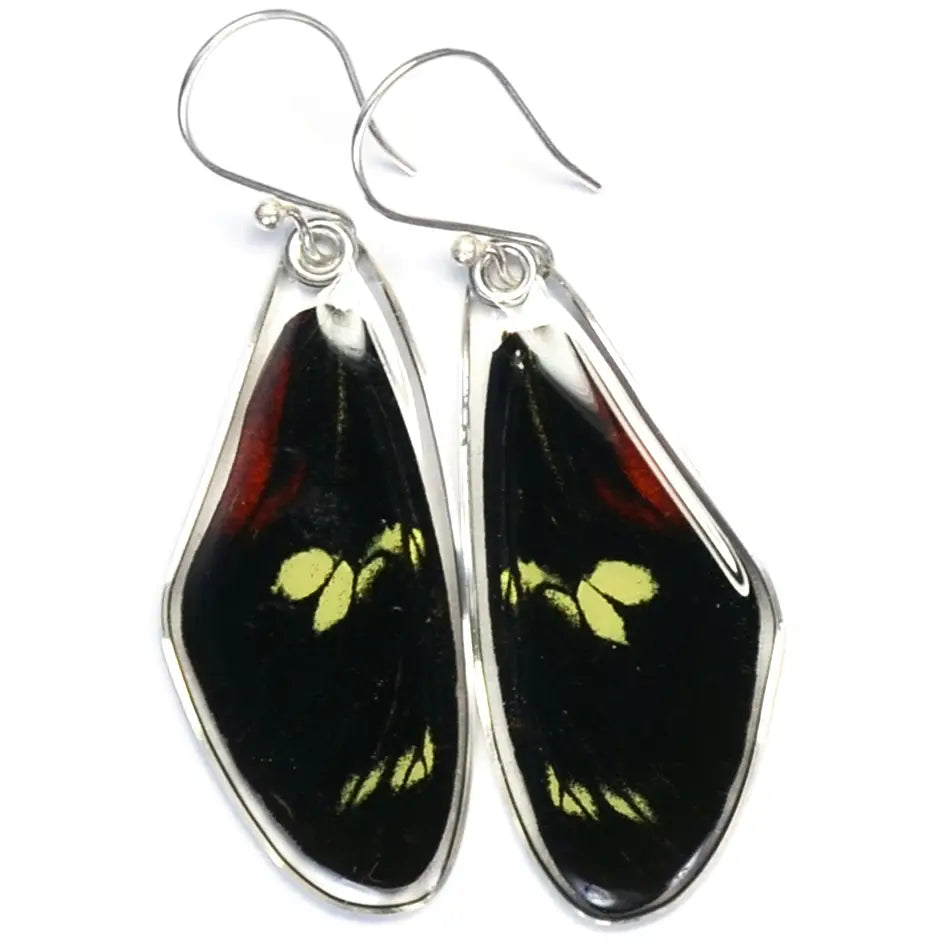 Heliconius Doris Longwing Butterfly Earrings