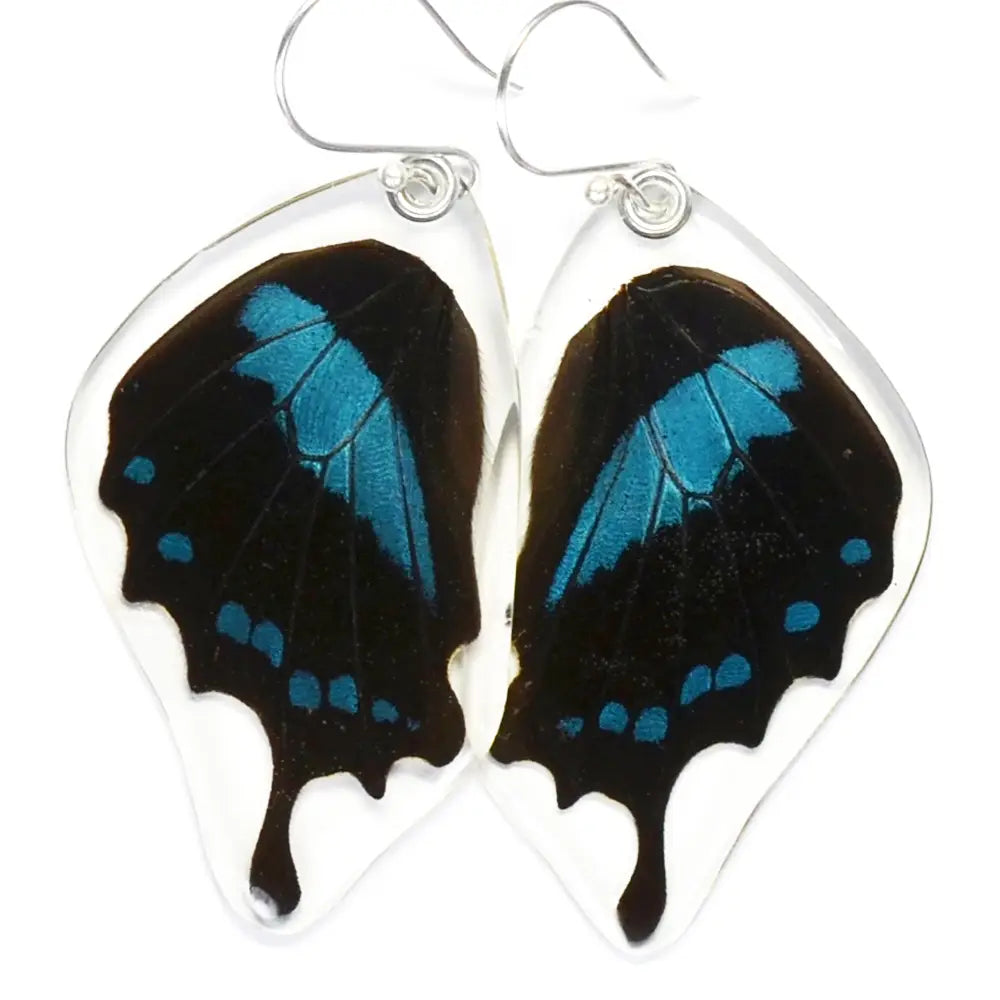Papilio Oribazus Blue Swallowtail