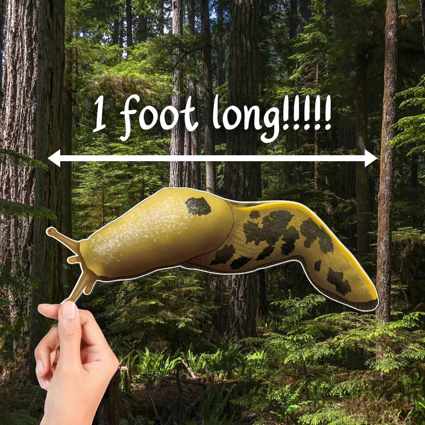 Pacific Banana Slug - Mega Magnet! (1 Foot Long!!!!)