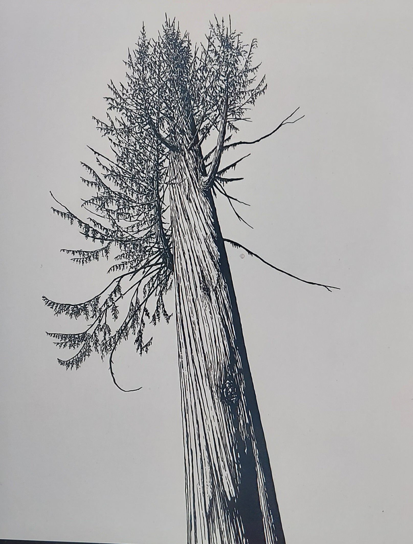 "Beaver Creek Cedar" by Nate Lundgren (Matted Print)