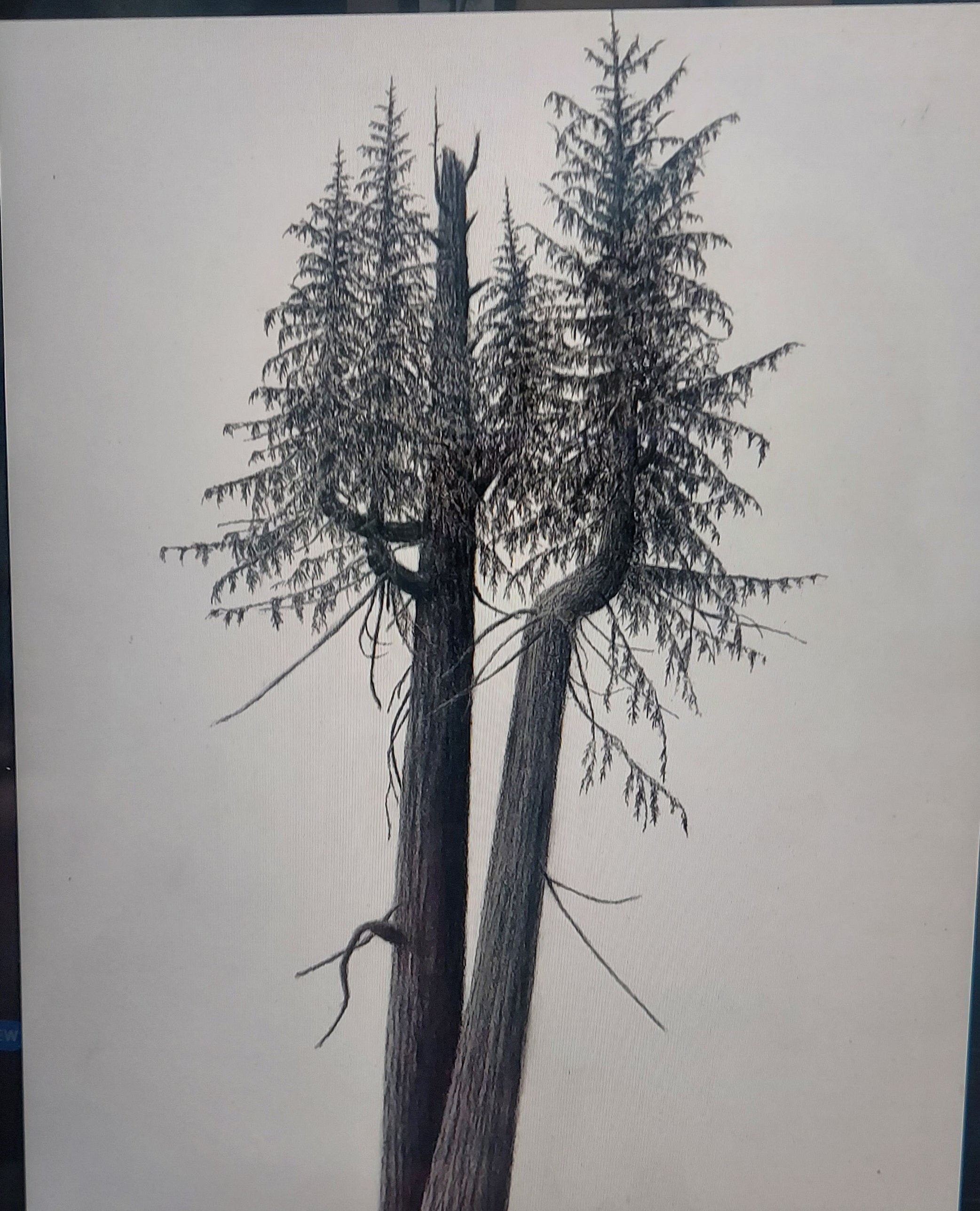 "Skokomish Twin Cedars" by Nate Lundgren (Matted Print)