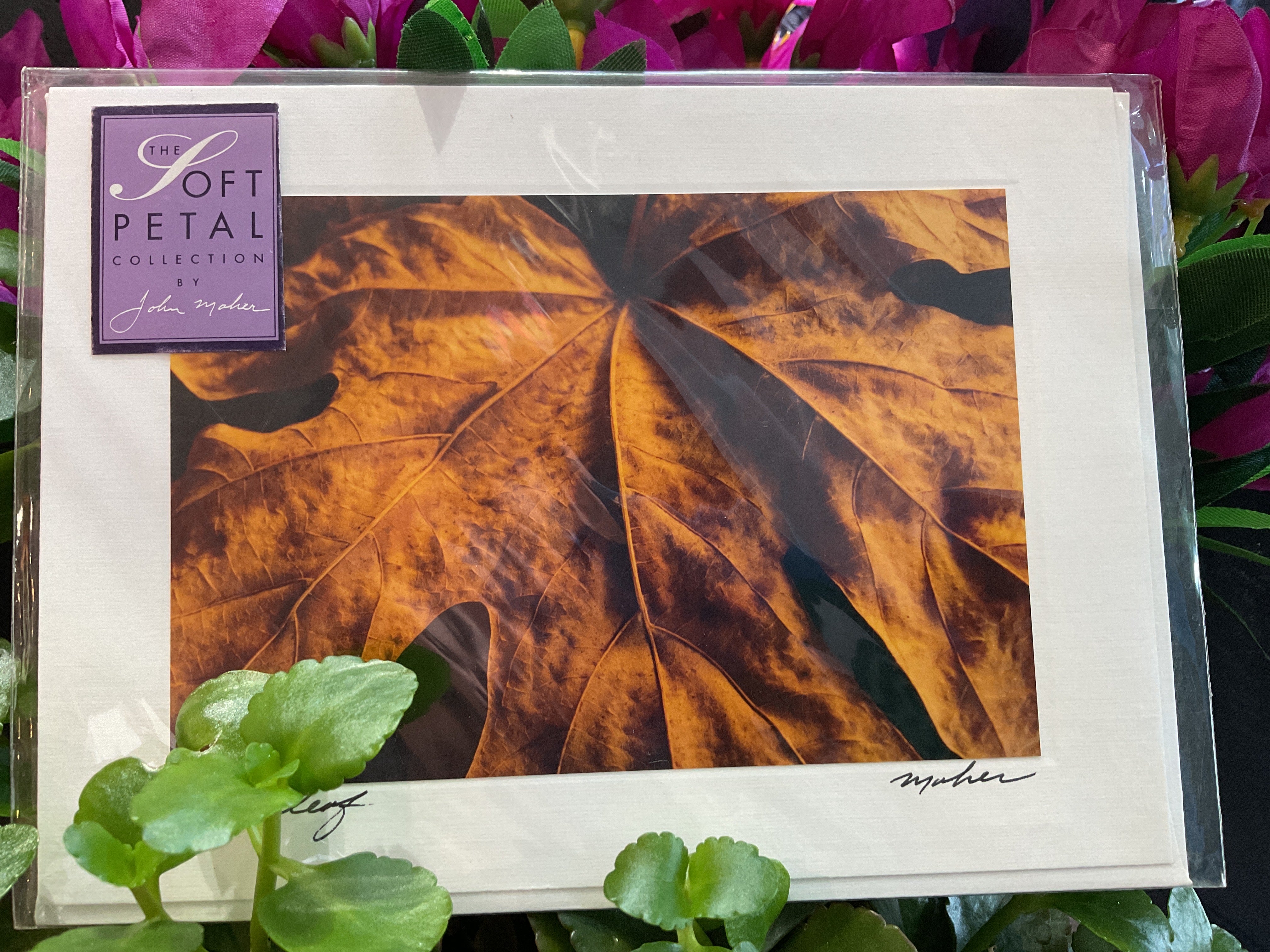 Golden Leaf - John Maher
