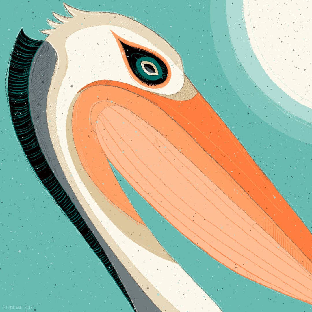 Pelecanidae - WHLSL Print: Unframed / 9x12 / Bamboo Paper