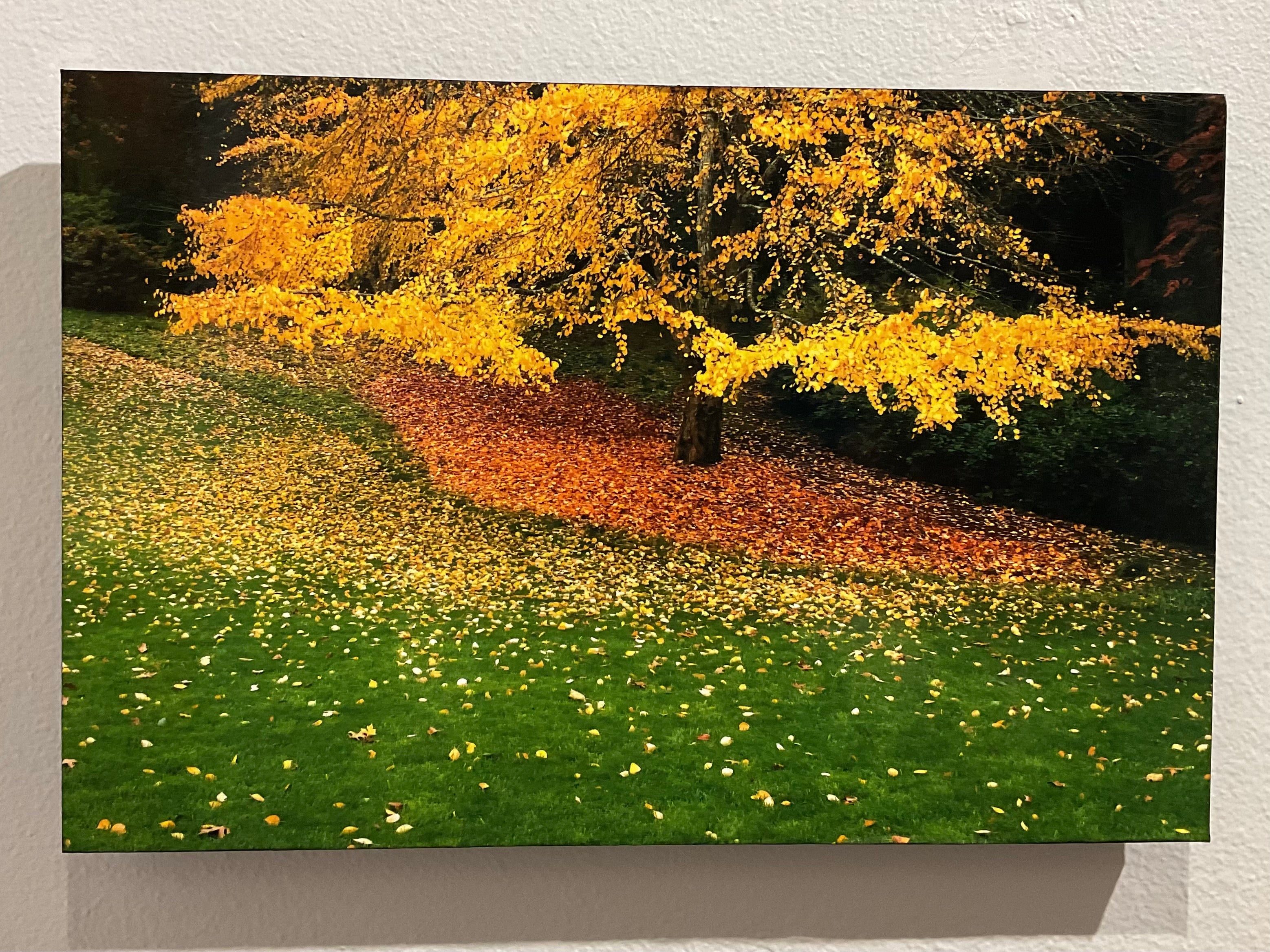 Fallen Leaves by Cliff Crutchfield