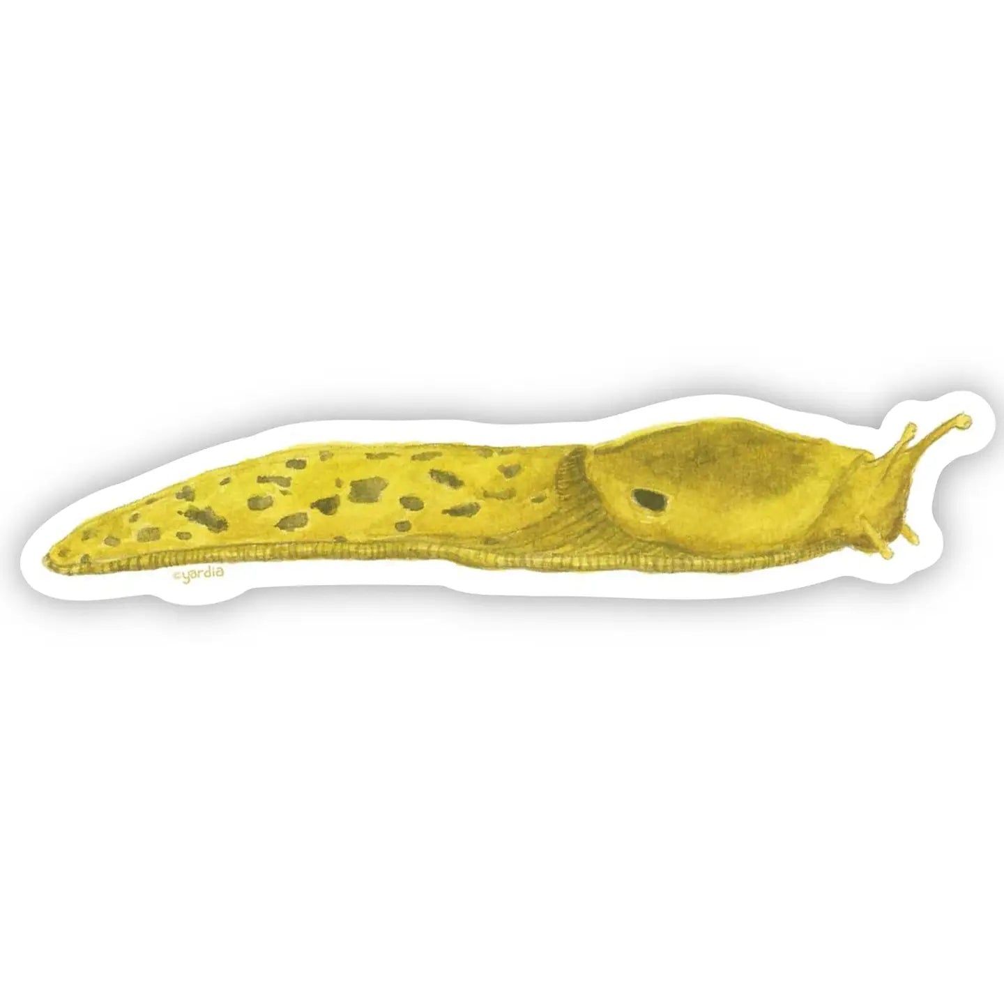 Watercolor PNW Banana Slug Sticker