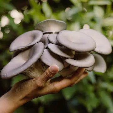 Foragers Gallery- Blue Oyster Live Mushrooms Kit