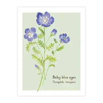 Baby Blue Eyes Wildflower Card- Botanical Everyday Card