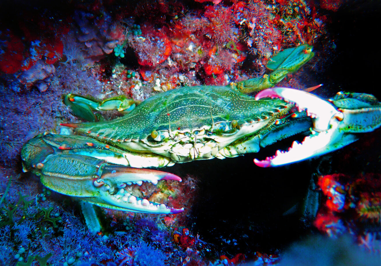 WA Crab Blue Postcard