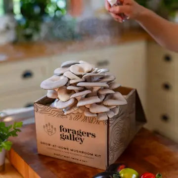 Foragers Gallery- Blue Oyster Live Mushrooms Kit