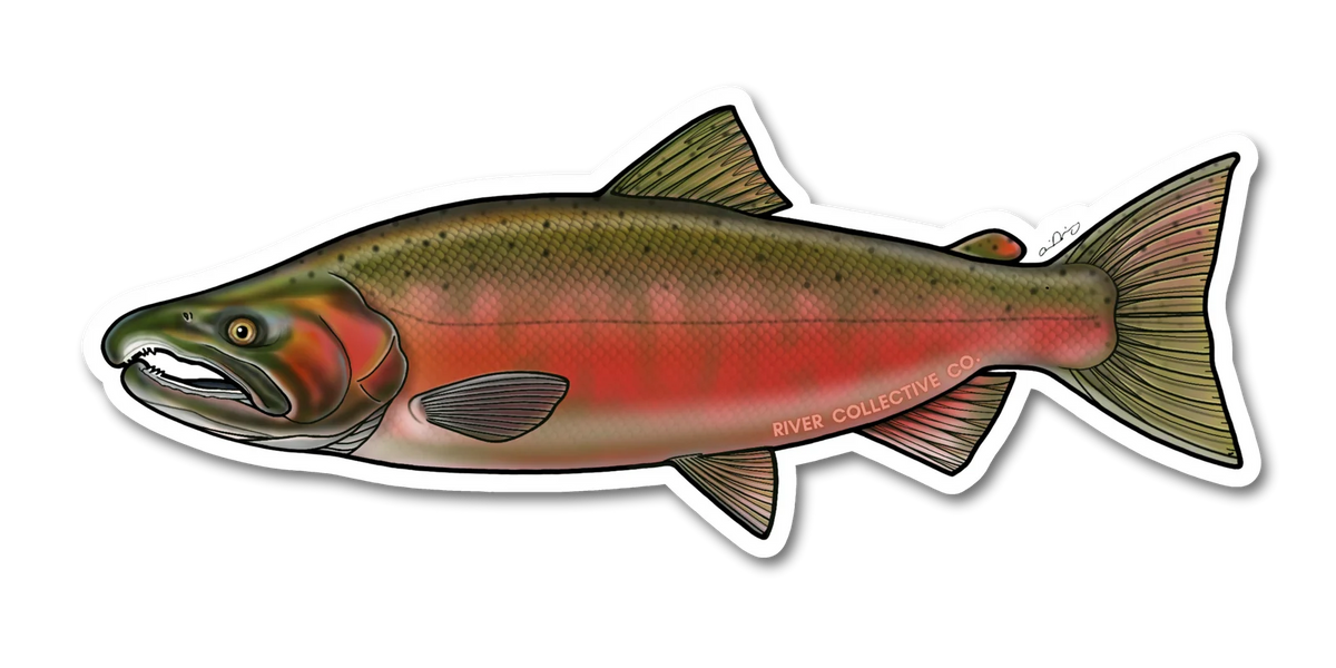Coho Salmon Decal (Spawn)