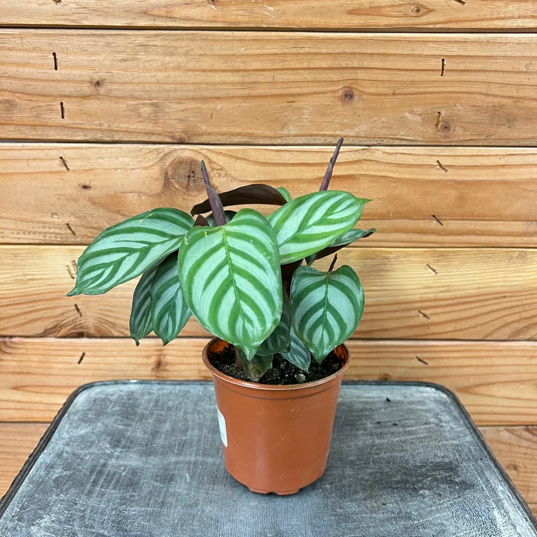 Calathea Compact, 4" Plant