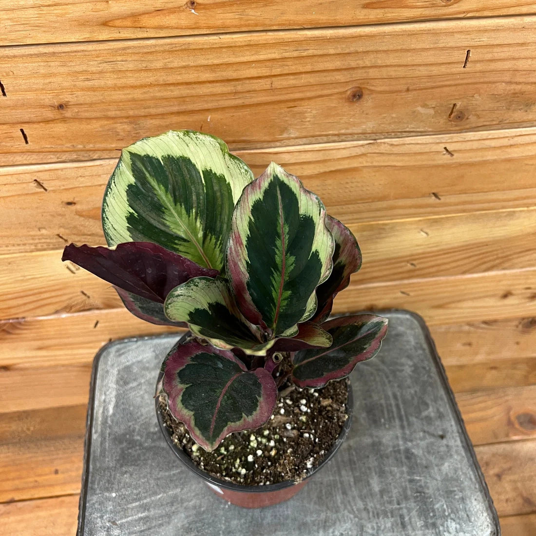 Calathea Marion, 6" Plant