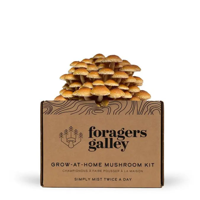 Foragers Gallery- Chestnut   Live Mushrooms Kit